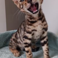 Chaton bengal loof #1
