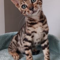 Chaton bengal loof #2