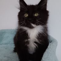 Chaton maine coon