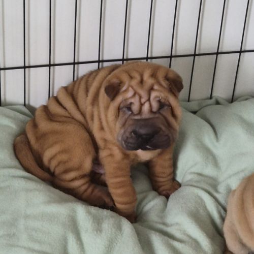 Chiot sharpei #1