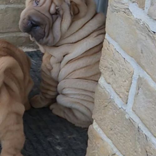 Chiot sharpei #2