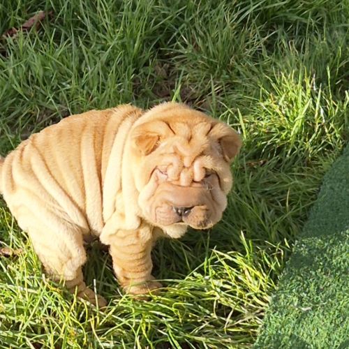 Chiot sharpei #0