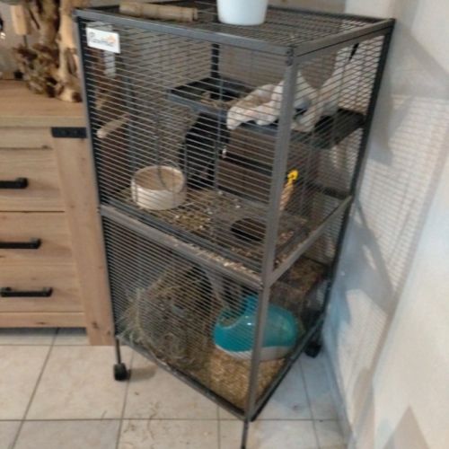 Chinchilla femelle 1 an #1