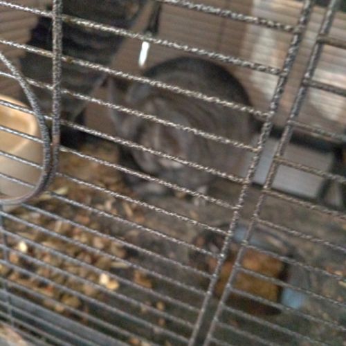 Chinchilla femelle 1 an #2