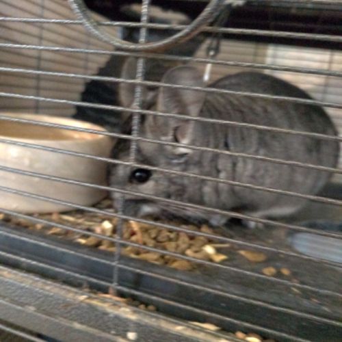 Chinchilla femelle 1 an #3