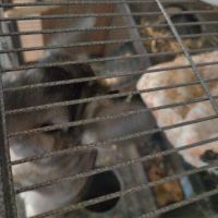 Chinchilla femelle 1 an #4