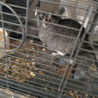 Chinchilla femelle 1 an