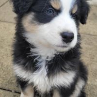 Jeunes chiots berger australien