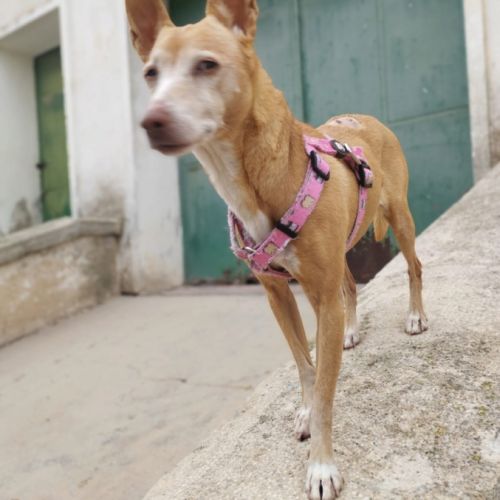 Tami petite mamie de 6 kg à chérir pour la vie #2