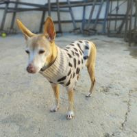 Tami petite mamie de 6 kg à chérir pour la vie