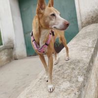 Tami petite mamie de 6 kg à chérir pour la vie #3