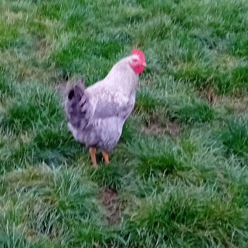 Coq de ferme