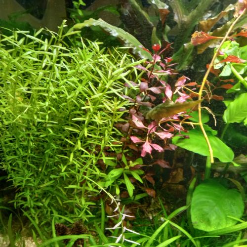 Plantes pour aquarium