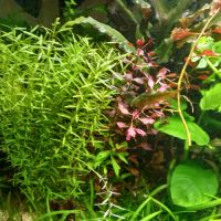 Plantes pour aquarium
