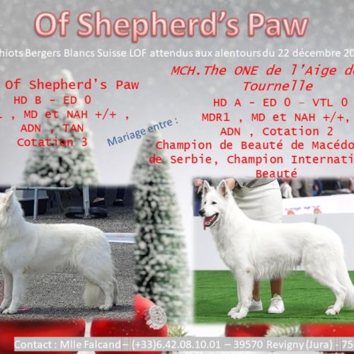 Chiots bergers blanc suisse lof à naitre #0