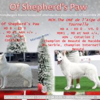 Chiots bergers blanc suisse lof à naitre