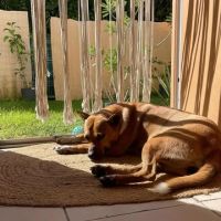 La belle et tendre lucy