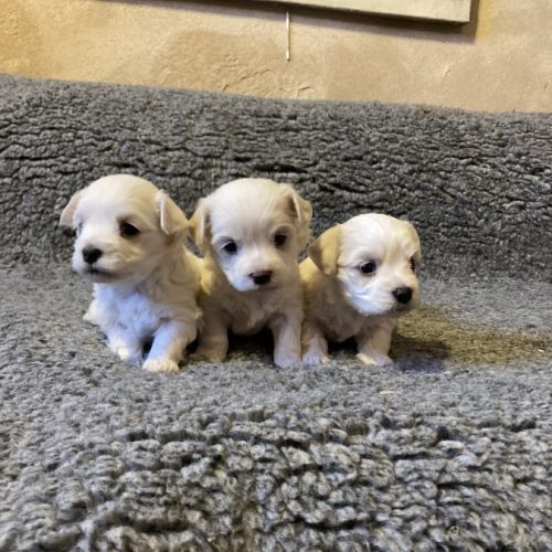 Chiots bichons maltais #2