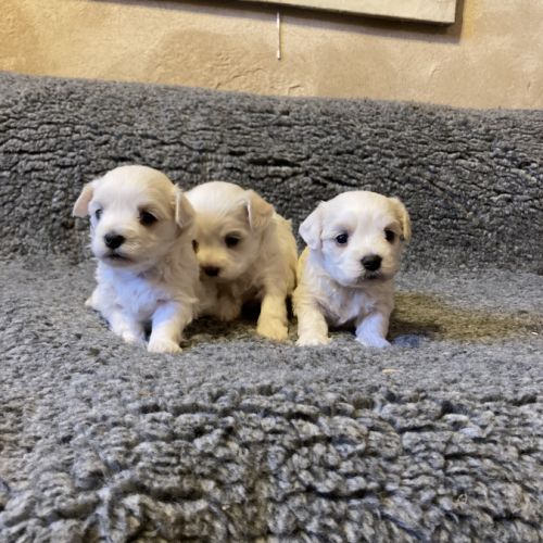 Chiots bichons maltais #3