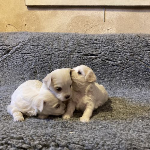 Chiots bichons maltais #4