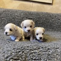 Chiots bichons maltais #1
