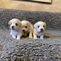 Chiots bichons maltais #3