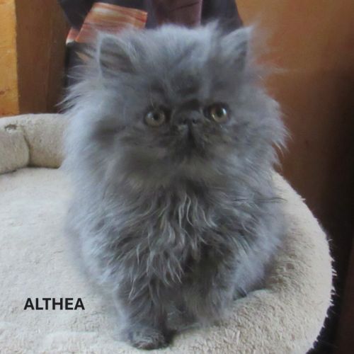 Superbe chaton persan femelle loof #2