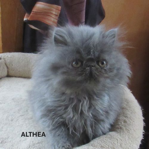 Superbe chaton persan femelle loof #3