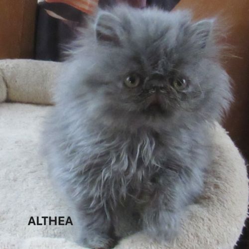 Superbe chaton persan femelle loof #4