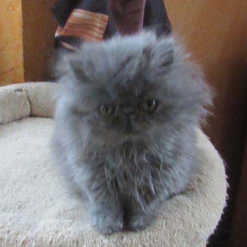 Superbe chaton persan femelle loof #6