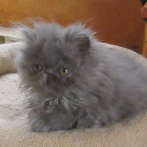 Superbe chaton persan femelle loof #7