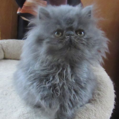 Superbe chaton persan femelle loof #8