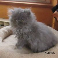 Superbe chaton persan femelle loof #0