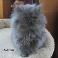 Superbe chaton persan femelle loof #2