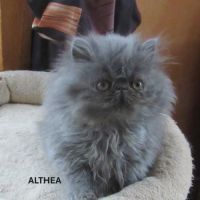 Superbe chaton persan femelle loof #3