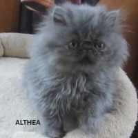 Superbe chaton persan femelle loof #4