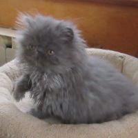 Superbe chaton persan femelle loof #5