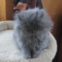 Superbe chaton persan femelle loof #6