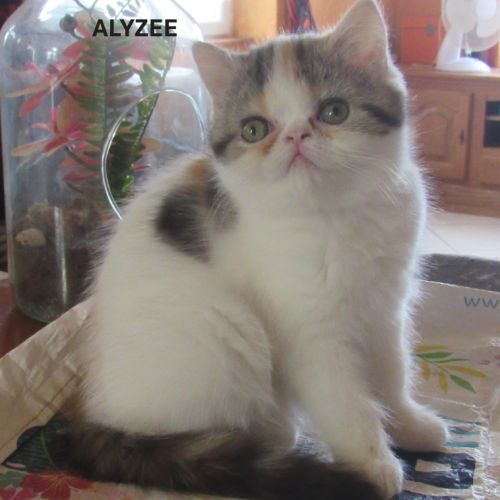 Magnifique chaton femelle exotic shorthair loof #2