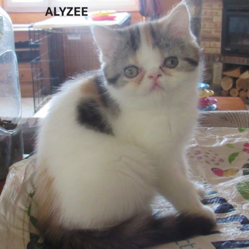 Magnifique chaton femelle exotic shorthair loof #3