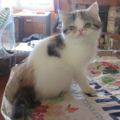 Magnifique chaton femelle exotic shorthair loof #4