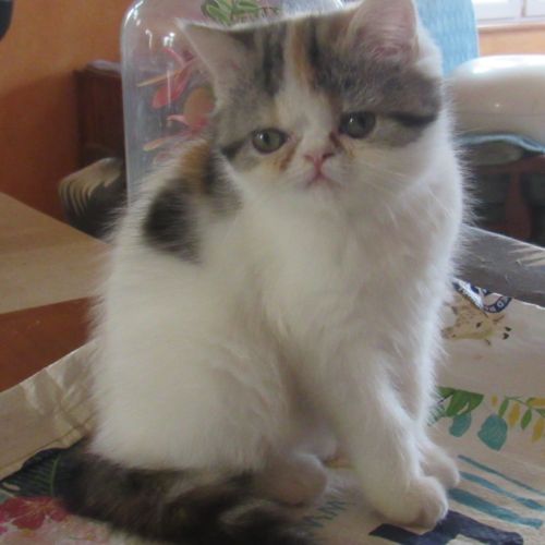 Magnifique chaton femelle exotic shorthair loof #5