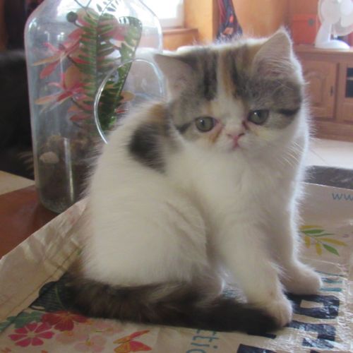 Magnifique chaton femelle exotic shorthair loof #6