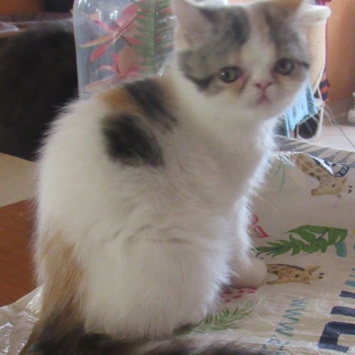 Magnifique chaton femelle exotic shorthair loof #7
