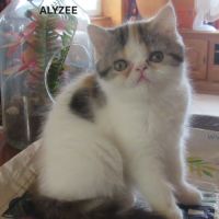 Magnifique chaton femelle exotic shorthair loof #0