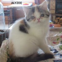 Magnifique chaton femelle exotic shorthair loof #3