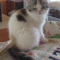 Magnifique chaton femelle exotic shorthair loof #8