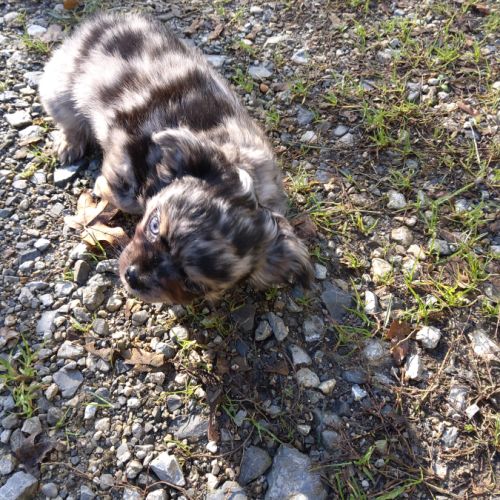 2 magnifiques chiots chihuahua male . #2