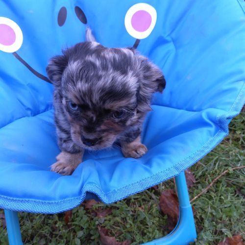 2 magnifiques chiots chihuahua male . #0