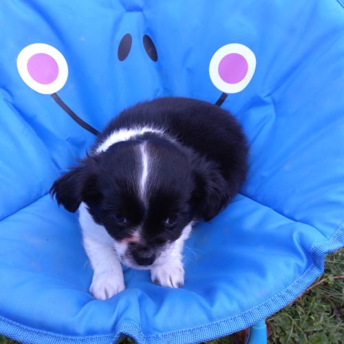 2 magnifiques chiots chihuahua male . #4